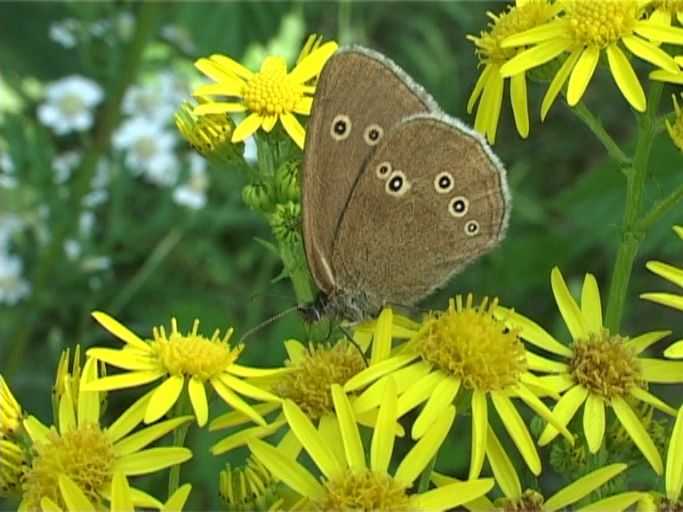 Brauner Waldvogel ( Aphantopus hyperantus), Flügelunterseite : Niederkrüchten, Elmpter Schwalmbruch, 10.07.2003